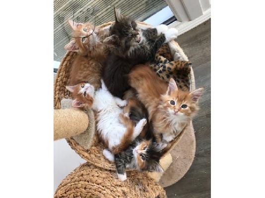 Maine Coon γατάκια προς πώληση